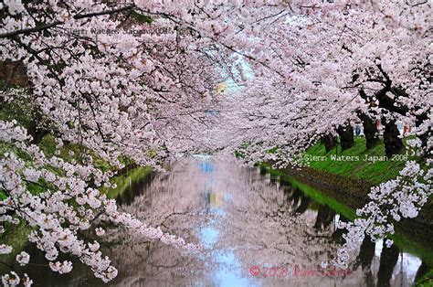 foto do sakura|sakura photos on Flickr